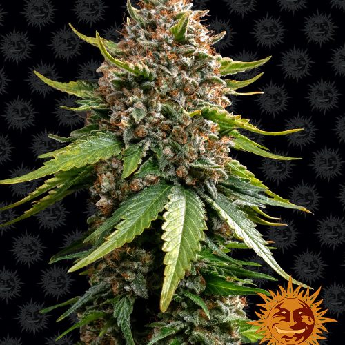 white-widow-xxl-auto-main.jpg