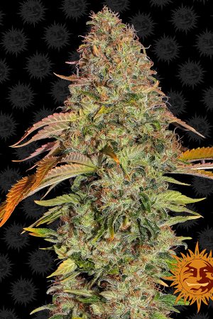 zkittlez-og-auto-main.jpg