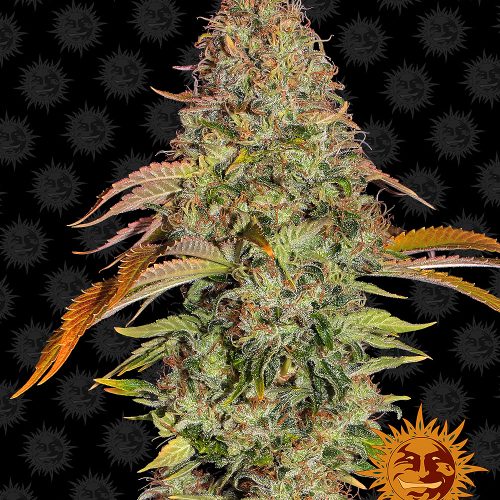zkittlez-og-auto-main.jpg