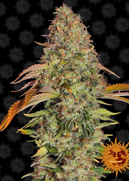 zkittlez-og-auto-main.jpg